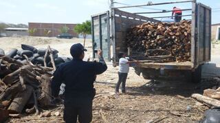 La Libertad: incautan 1.500 m3 de madera de eucalipto