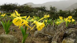 La primera área de conservación privada de Lima que protege la Flor de Amancaes