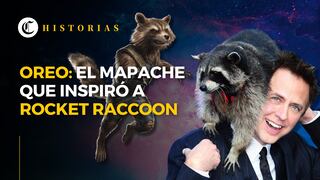 Conoce a ‘Oreo’, el tierno mapache real que inspiró a Rocket Racoon en ‘Guardianes de la Galaxia’