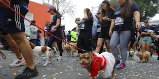 La Wufathon 4K 2025 en las calles de Barranco tuvo gran acogida. La jornada deportiva sirvió para que cientos de participantes compartieran con sus mascotas. (Foto: Antonio Melgarejo/ @photo.gec)