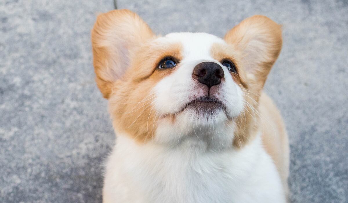 Fotografía de ángulo de un corgi mirando hacia arriba. (Imagen: Glenn / Pexels)