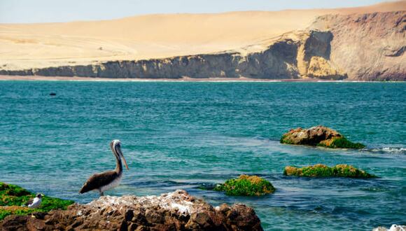 ¿Por qué razón se celebra en el Perú el Día Mundial de los Océanos?. (Foto: iStock)