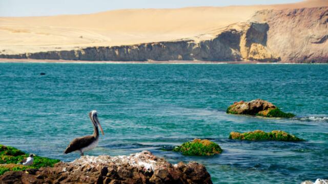 ¿Por qué razón se celebra en el Perú el Día Mundial de los Océanos?