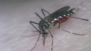 Descubren proteína responsable del dengue hemorrágico