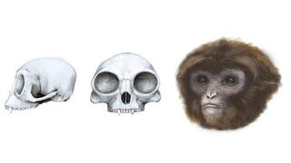 Hallan fósiles del ancestro común de simios y humanos [VIDEO]