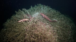 Secretos del océano profundo: descubren 60 potenciales nuevas especies y cañones submarinos no registrados en Chile