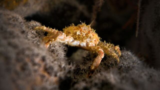 Fotografía submarina destaca belleza del mar peruano