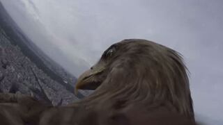 ¿Cómo ven el mundo las águilas? [VIDEO]