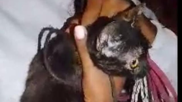 Ventanilla: sujeto graba cómo maltrata a un gato de apenas meses de nacido