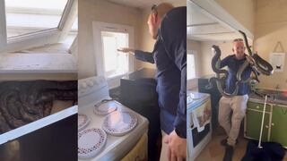 Mujer encuentra a dos gigantescas pitones apareándose en su cocina | VIDEO