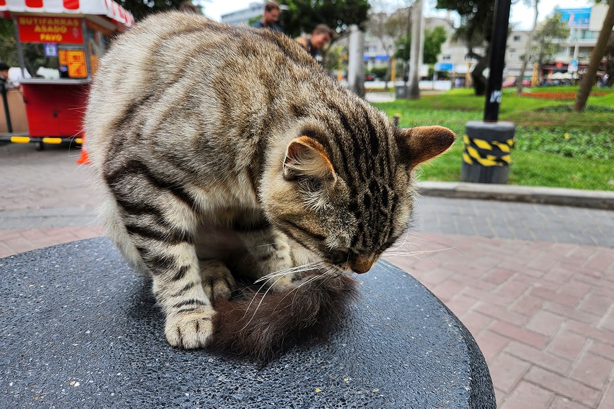 Así toma las fotos el Samsung Galaxy Z Fold 4. (Foto: MAG - Rommel Yupanqui)