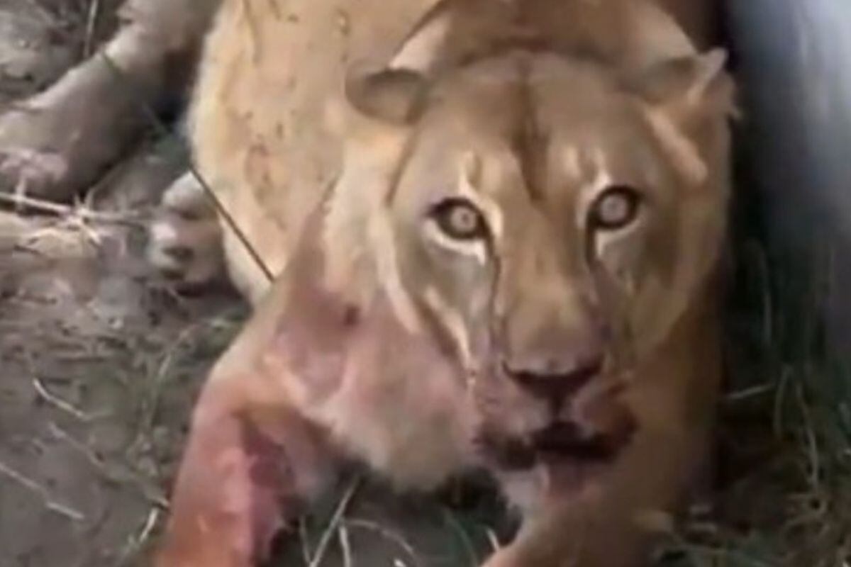 La leona que atacó a un joven en el Zoológico de João Pessoa. Foto: Captura de video/X