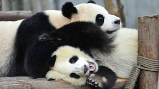 Los osos pandas gigantes a salvo del terremoto en China