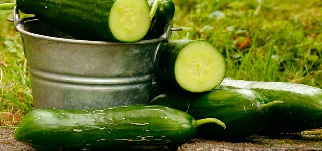 Así puedes convertir el pepino en un potente repelente de insectos