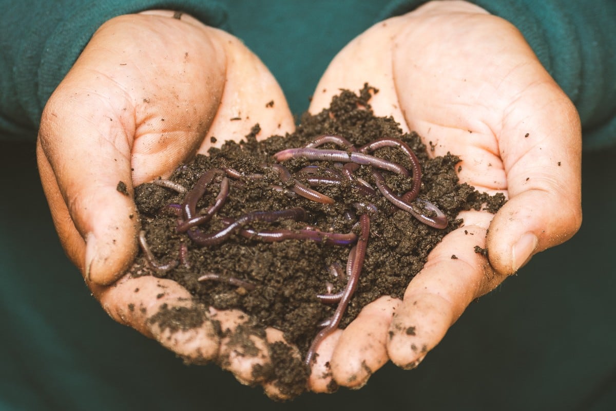 Compost casero, un fertilizante natural para nuestro jardín o plantas. (Foto: Pexels)