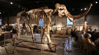 Este esqueleto de mamut lanudo fue subastado por US$ 300.000