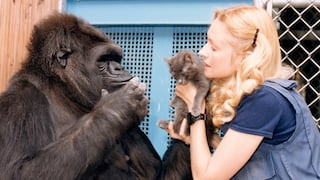 Murió Koko, la gorila que "hablaba" en lenguaje de signos