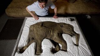 Lyuba, el mamut que viajó en una maleta a un museo