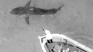Australia: un enorme tiburón blanco aterrorizó a un grupo de pescadores al morder el motor de su bote | VIDEO