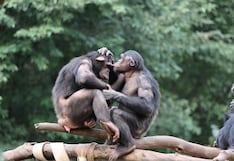 El primer beso podría remontarse a 21 millones de años, según estudio