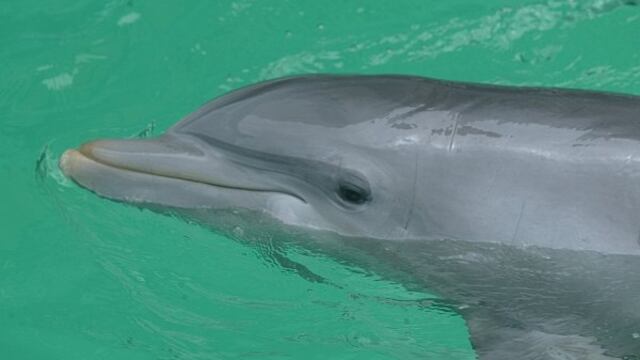Caza de delfines es un delito que debe ser castigado, afirma Producción