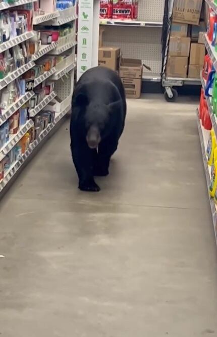 Antes de ingresar, el animal había mordido a una anciana de 90 años, lo que encendió las alarmas de las autoridades. (Foto: Sean F. Clarkin / Facebook)