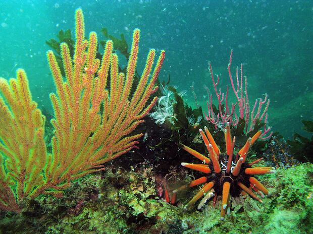 Imágenes submarinas de la Reserva Nacional Mar Tropical de Grau. Foto: Yuri Hooker.