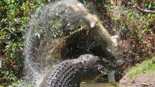 Australia: impactantes fotos de un cocodrilo que devora a otro