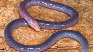 Una serpiente que alimenta a sus crías con su propia piel