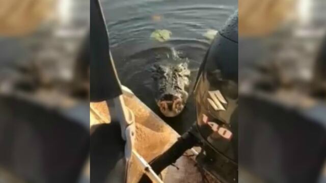 Facebook: Pescadores son sorprendidos por atemorizante cocodrilo que atacó su bote | VIDEO