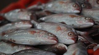 ÁDEX: las exportaciones pesqueras crecerían 22%