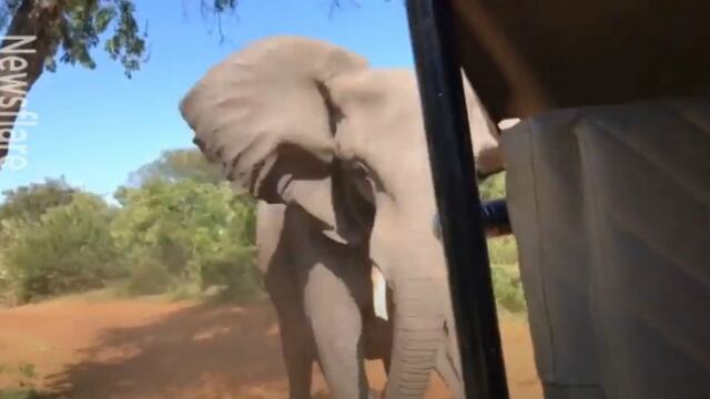 Facebook: Elefante provoca pavor tras perseguir a un bus lleno de turistas | VIDEO