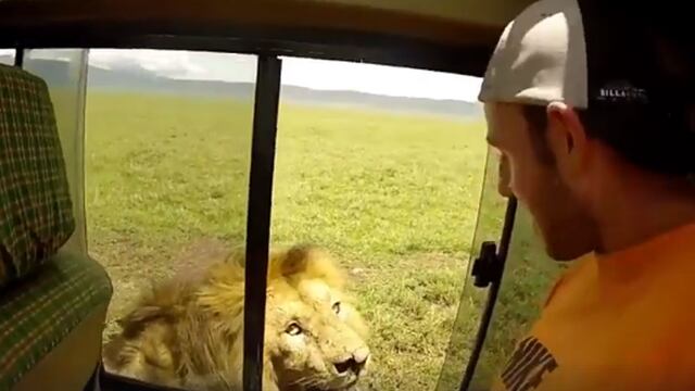 YouTube: intentó tocar a león en safari y se llevó el susto de su vida [VIDEO]