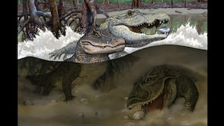Perú: Hallan fósiles de tres nuevas especies de caimanes