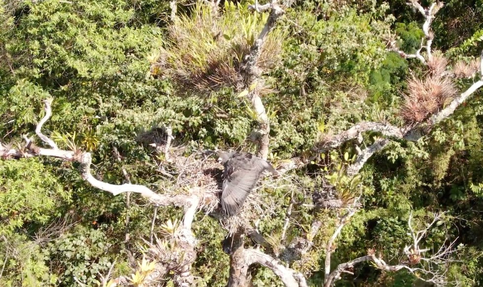 Restos de presas consumidas en un nido de águila harpía en el Chocó. Los investigadores reúnen los restos para saber de qué se alimenta el águila y cómo se está relacionando con el ecosistema. Foto: cortesía Mateo Giraldo Amaya