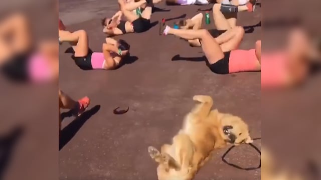 Facebook: el video de este perro haciendo ejercicios con un grupo de mujeres se volvió viral [FOTOS y VIDEO]
