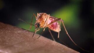 Descubren un tratamiento contra la malaria basado en plantas