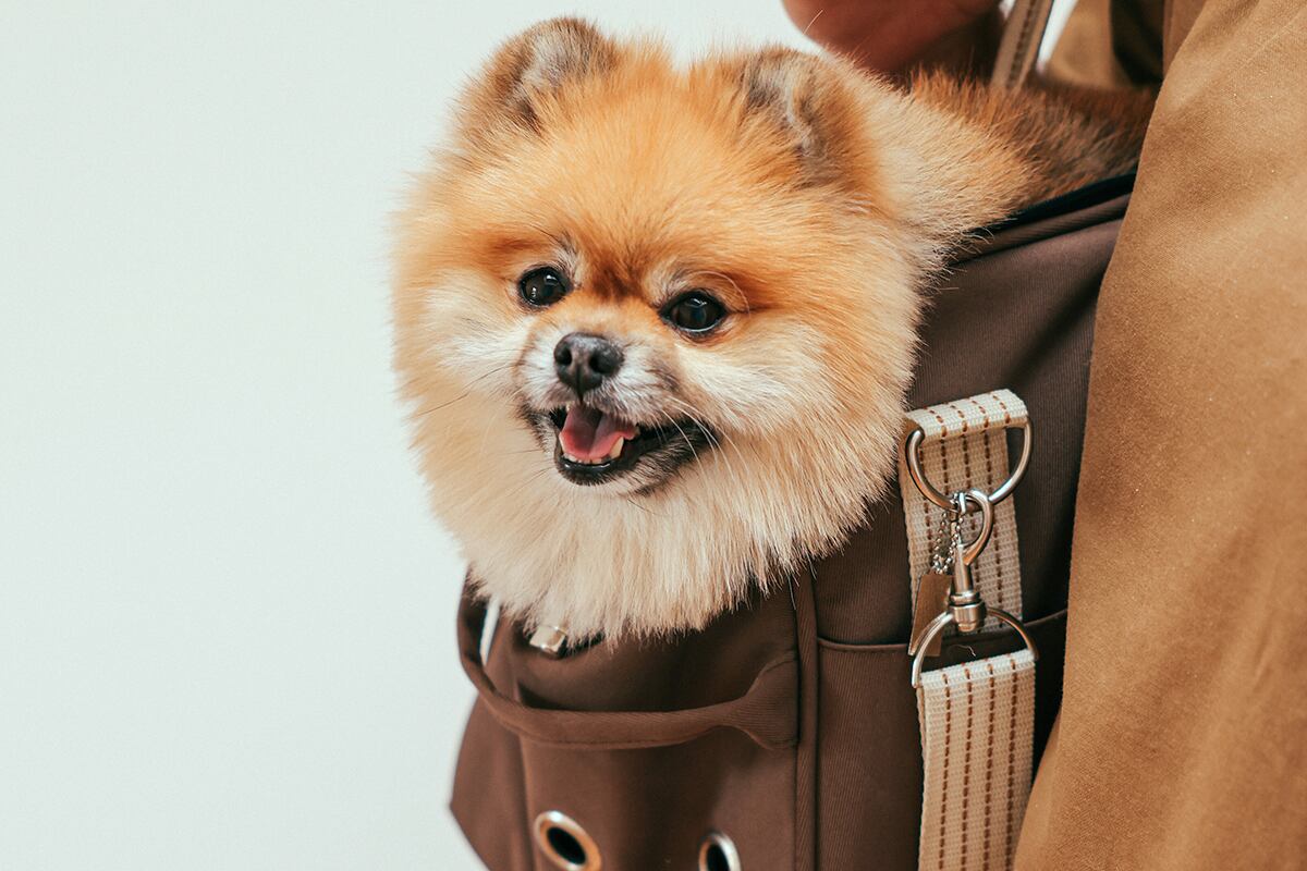 Su perrito raza 'pomerania' tiene un valor entre los $1.000 y $3.000 dólares, en el mercado de mascotas (Foto: @Cup of Couple / Pexels)