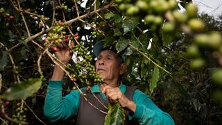 En el corazón del oro verde: ¿cómo se produce uno de los mejores cafés del Perú? 