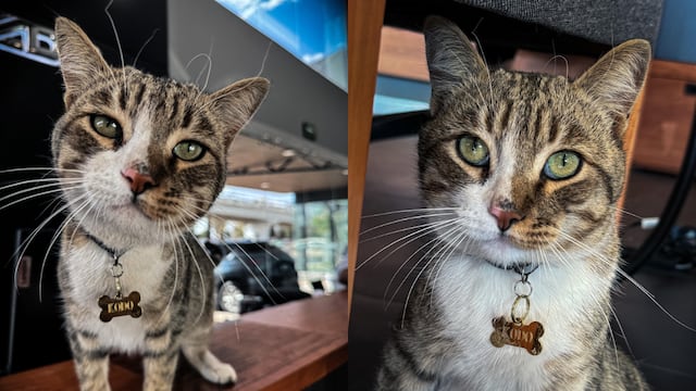 La travesía de Kodo, el gato que encontró hogar en una agencia de México luego de viajar 300 km