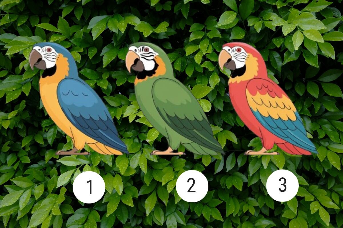 Escoge uno de los loros en esta imagen para confirmar si eres una persona alegre. (Imagen: El Comercio/Mag)