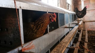 EE.UU.: detectan gripe aviar en aguas residuales de Houston, sin reporte de casos humanos