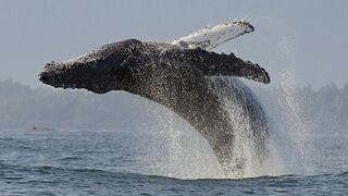 El misterioso comportamiento de las ballenas cuando tienen un barco cerca