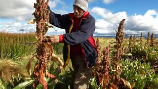 Minagri firmará acuerdo con China para mejorar cultivos andinos y amazónicos