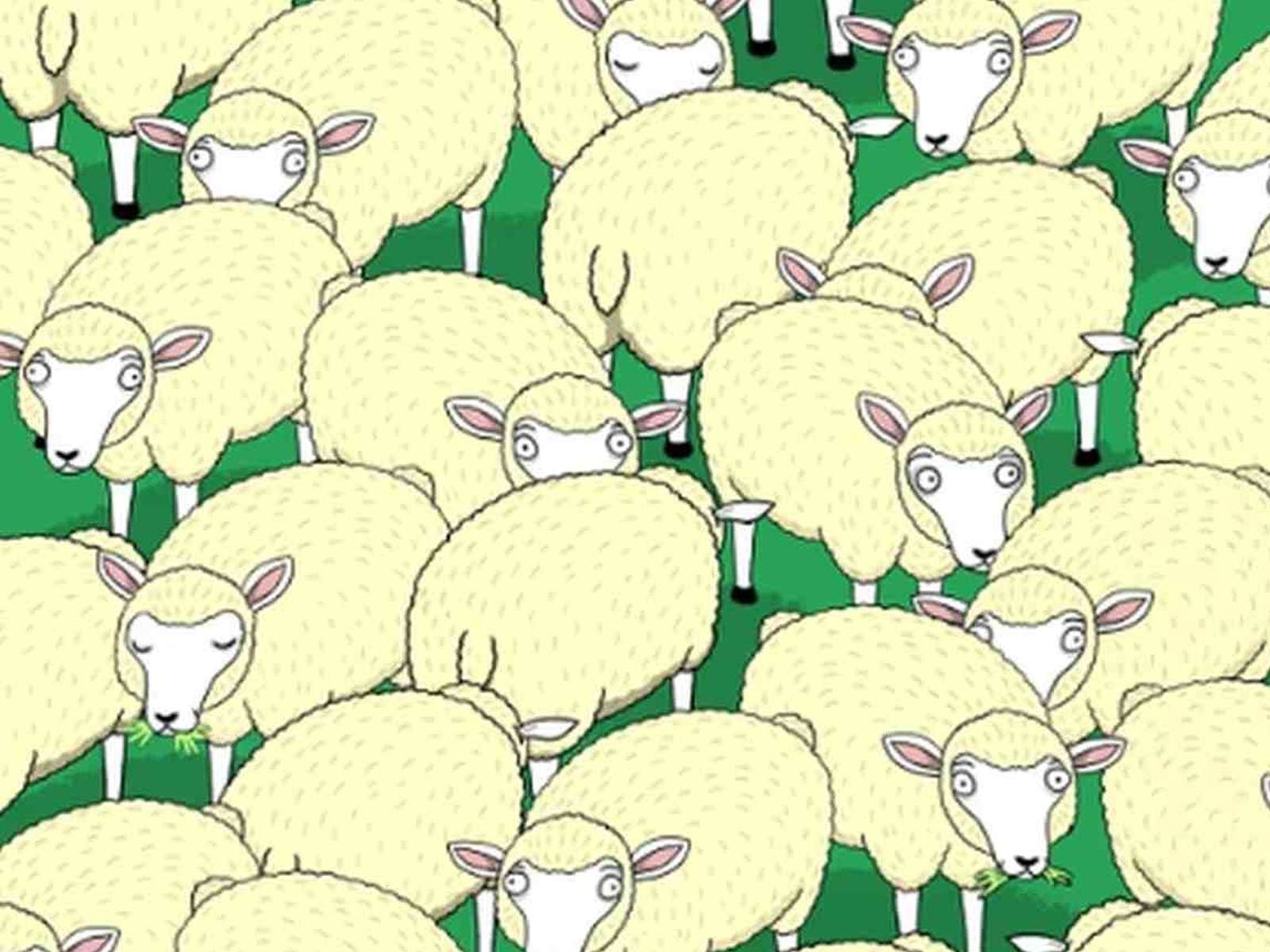 RETO VISUAL | En esta imagen se puede apreciar a muchas ovejas. Entre ellas hay un lobo. (Foto: genial.guru)