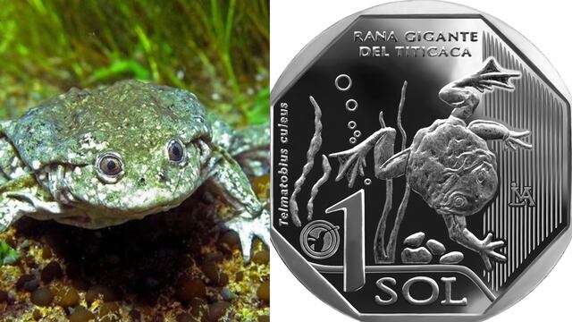 BCR pone en circulación moneda alusiva a la rana gigante del Titicaca