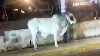 El Agustino: toro escapa de camión y embiste a ciclista