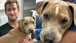 Roman, el perro que salvó de morir en incendio de Hawái, se reencontró con sus dueños