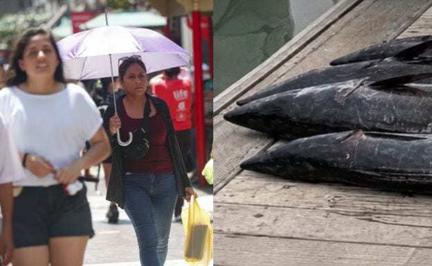 Clima inusual, especies raras en el litoral y más alteraciones en el ambiente que advierten un Fenómeno El Niño atípico