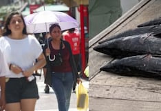 Clima inusual, especies raras en el litoral y más alteraciones en el ambiente que advierten un Fenómeno El Niño atípico